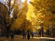 东京大学校园 银杏并木